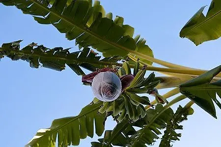 Appartamento Le Pleiadi - Succhivo D'ischia Sant'Angelo (Isola d'Ischia)